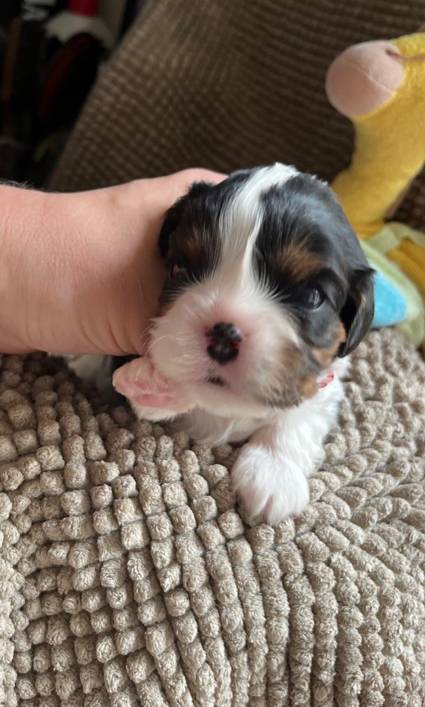 Du Chemin En Thelle - Chiot disponible  - Cavalier King Charles Spaniel