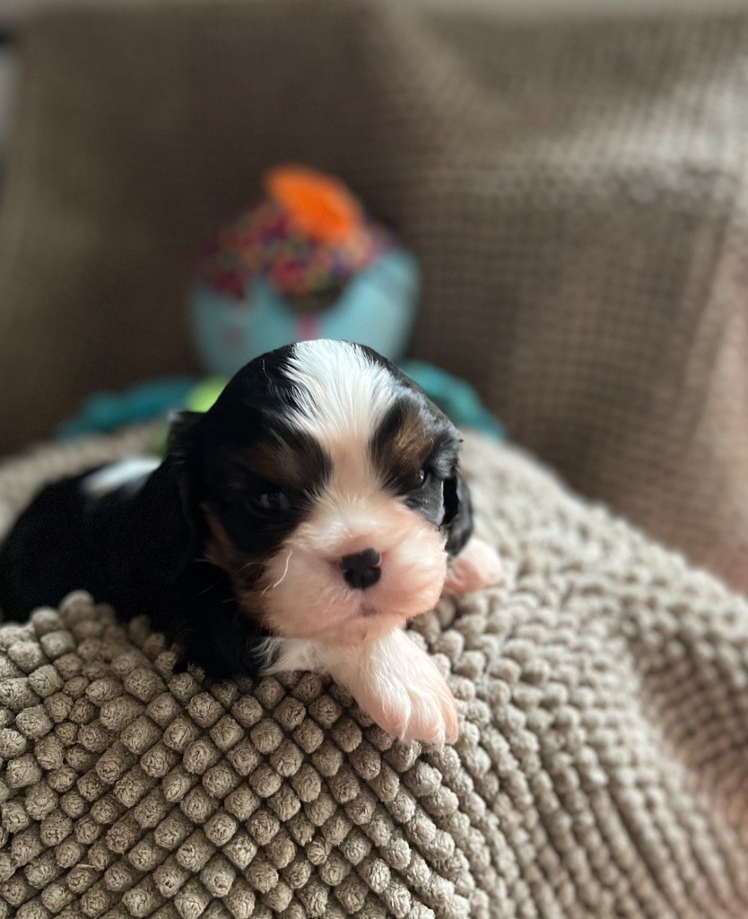 Du Chemin En Thelle - Chiot disponible  - Cavalier King Charles Spaniel