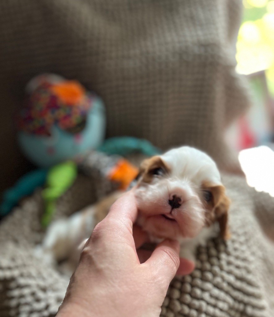 Du Chemin En Thelle - Chiot disponible  - Cavalier King Charles Spaniel