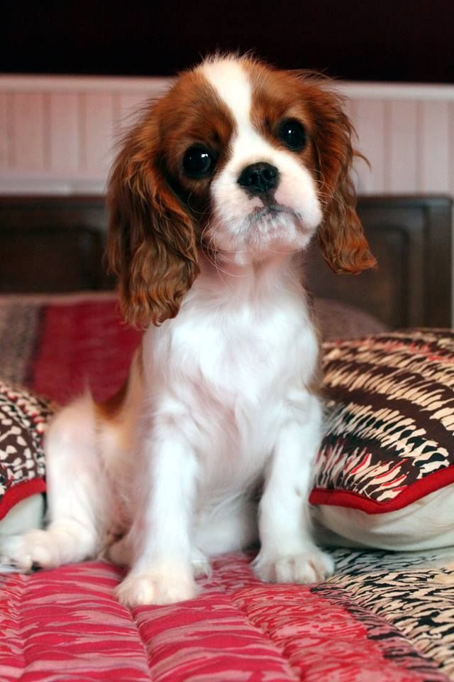 It's hope of b-and-b De vaudival