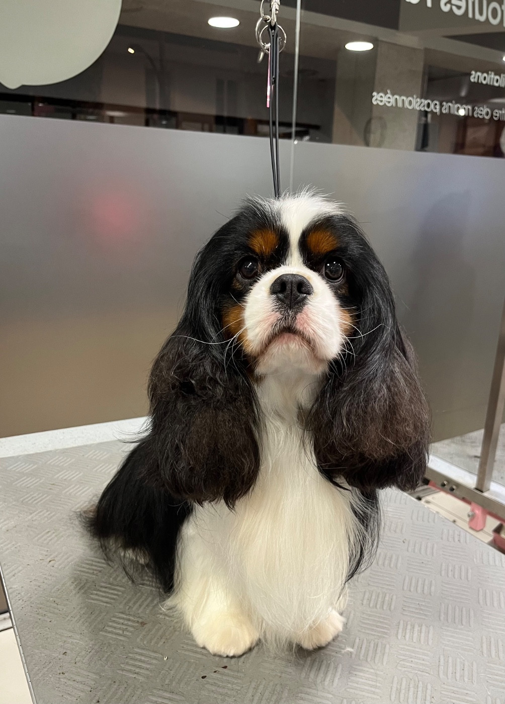 CH. The scandal Du Chemin En Thelle