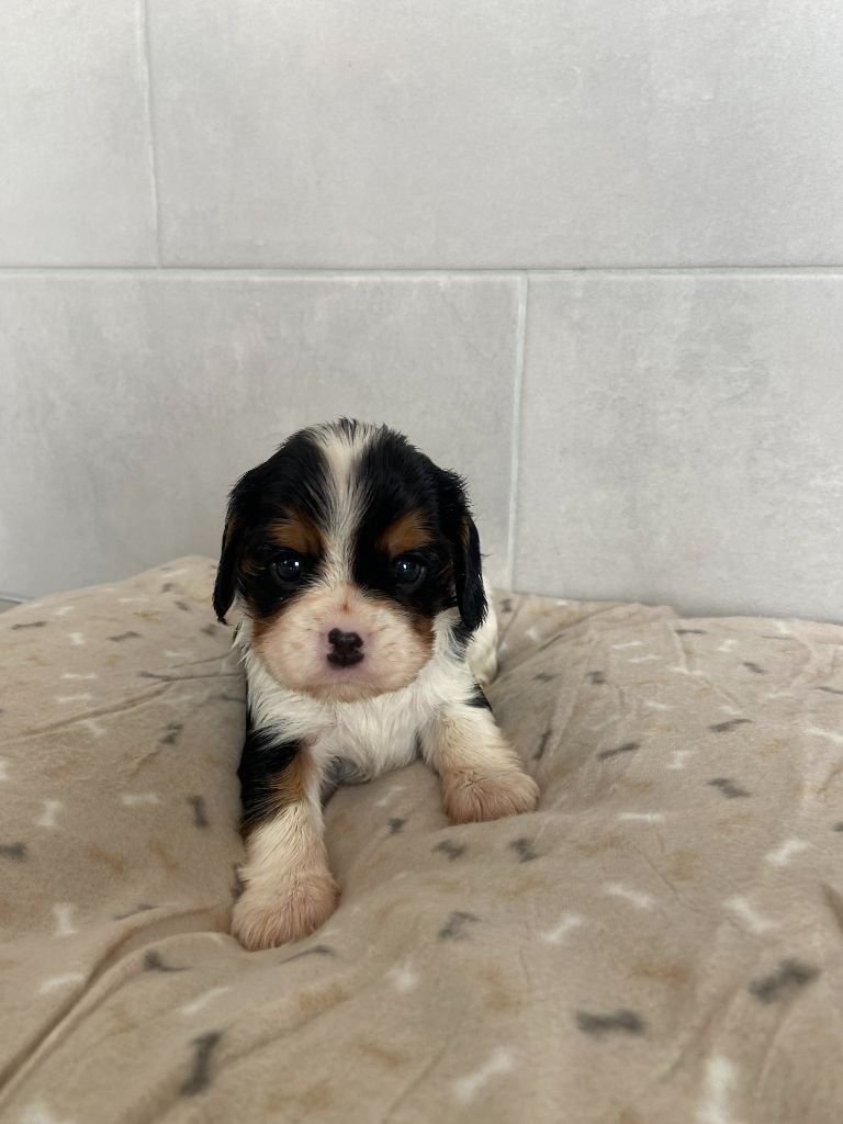 BB à réserver chez une amie