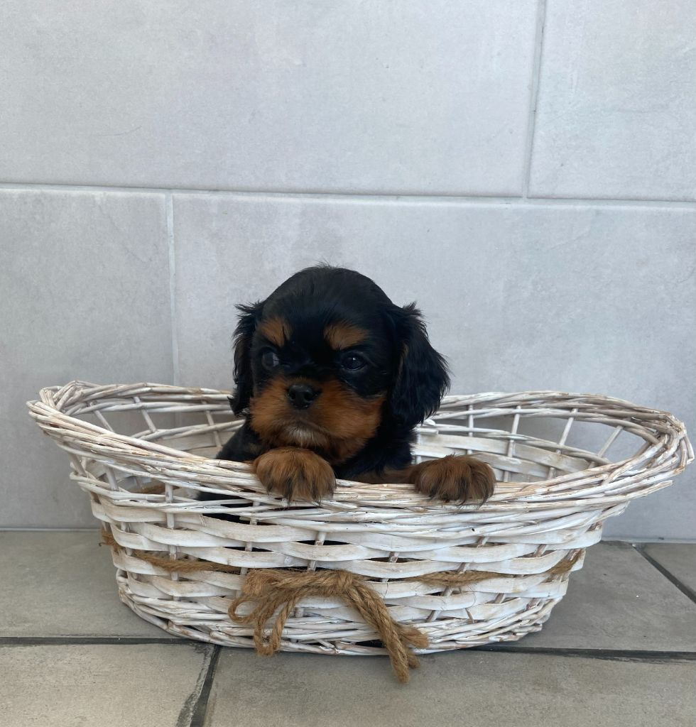 10/09/2025 - Chiot à réserver chez une amie 