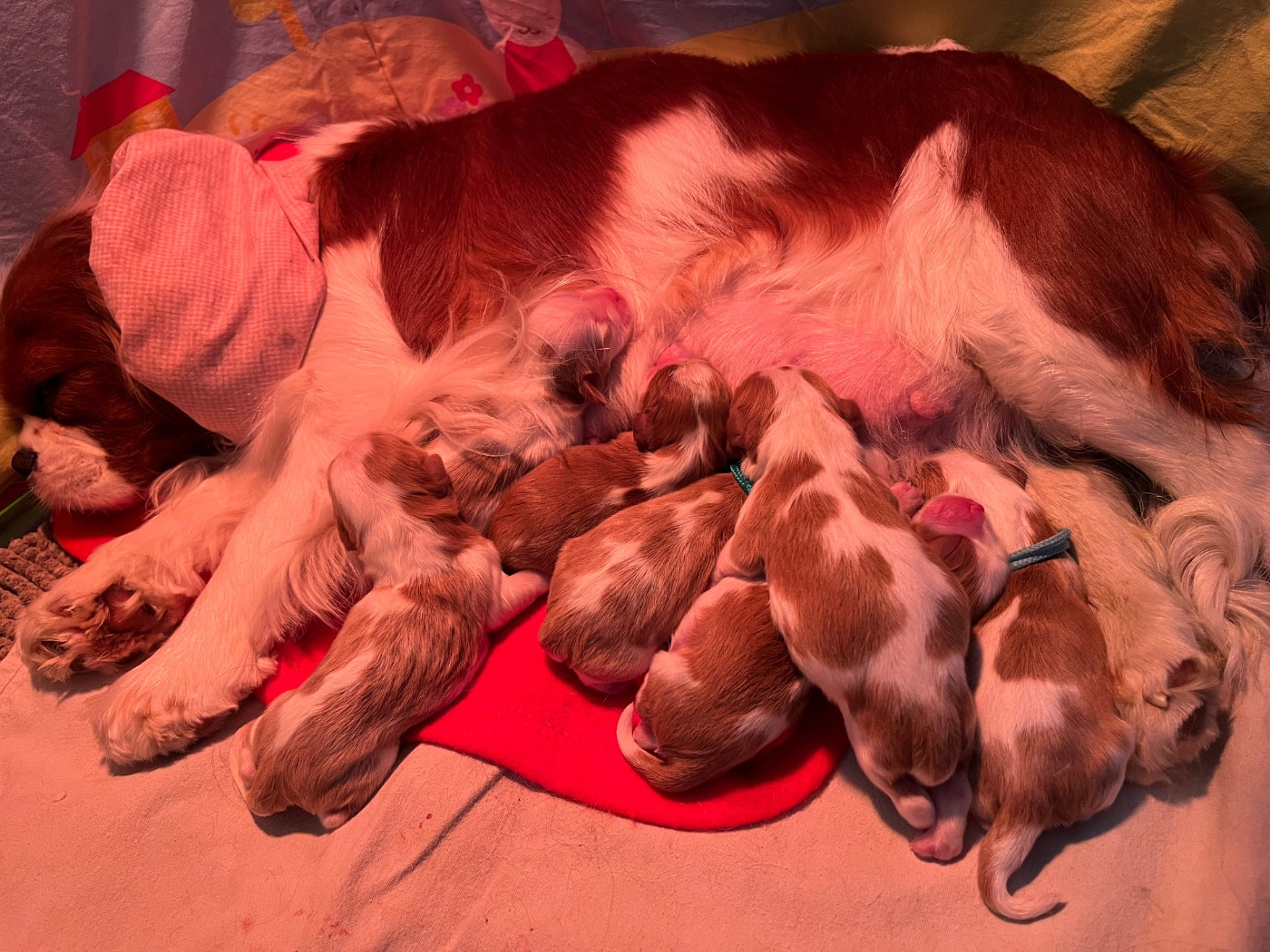 Chiot Cavalier King Charles Spaniel Du Chemin En Thelle