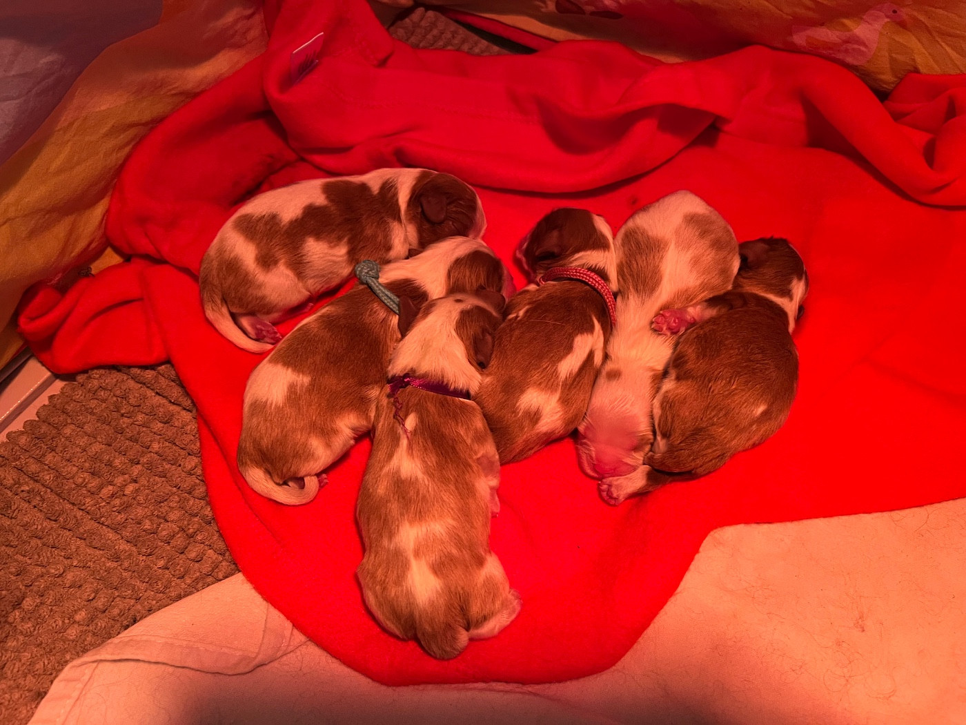 Du Chemin En Thelle - Chiots disponibles - Cavalier King Charles Spaniel