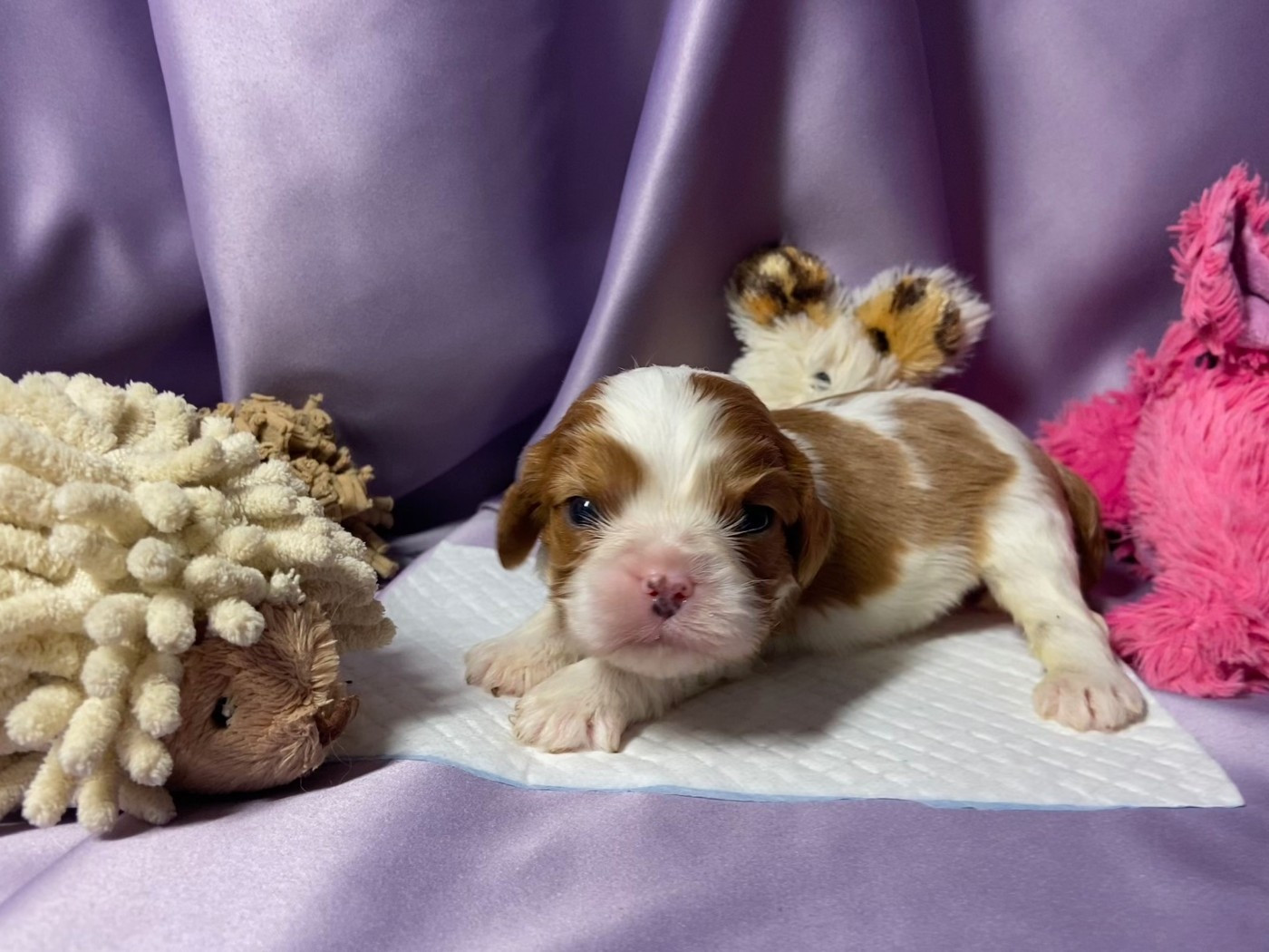 Du Chemin En Thelle - Chiots disponibles - Cavalier King Charles Spaniel