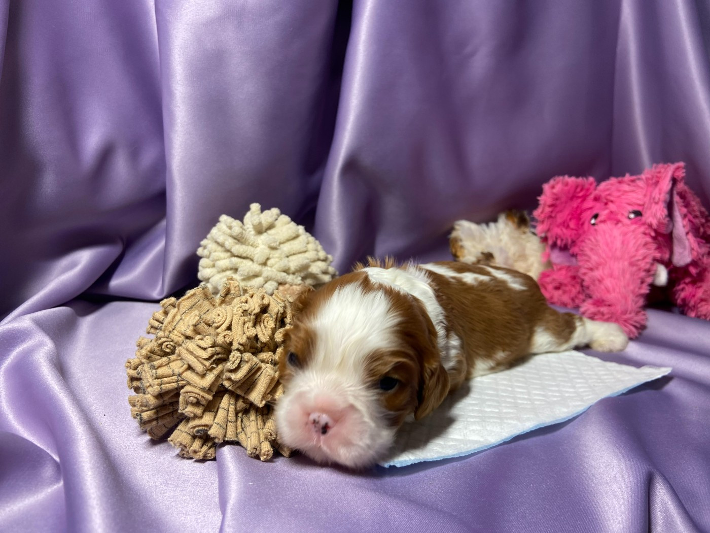 Du Chemin En Thelle - Chiots disponibles - Cavalier King Charles Spaniel