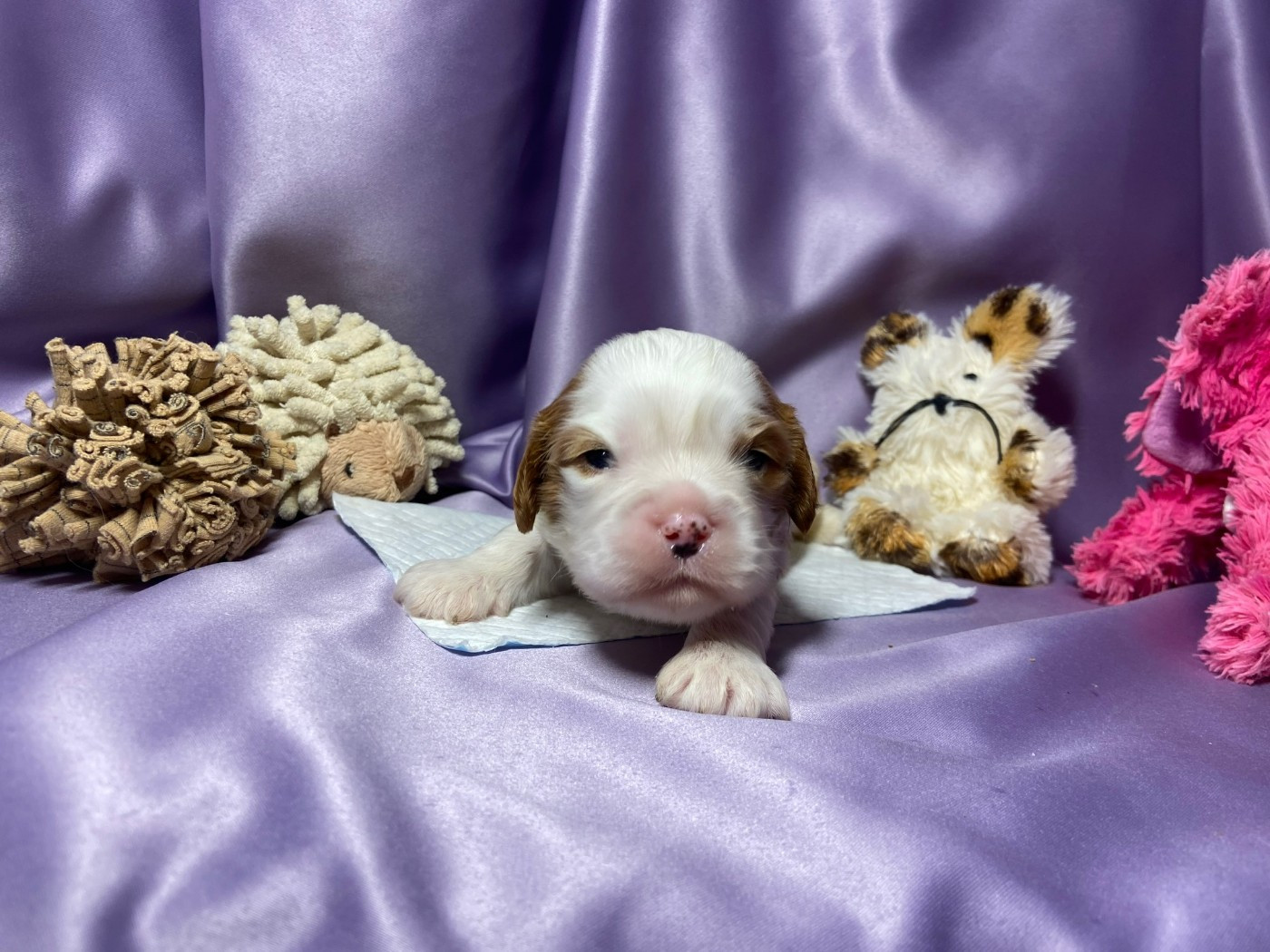 Du Chemin En Thelle - Chiots disponibles - Cavalier King Charles Spaniel