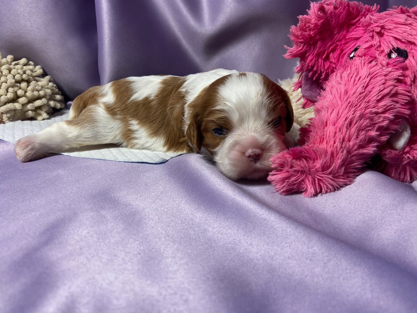 Du Chemin En Thelle - Chiots disponibles - Cavalier King Charles Spaniel