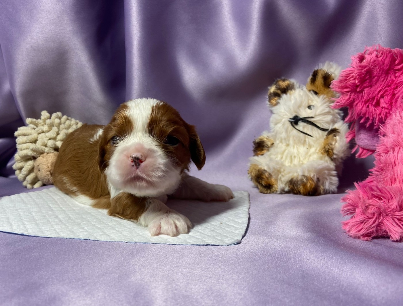 Du Chemin En Thelle - Chiots disponibles - Cavalier King Charles Spaniel