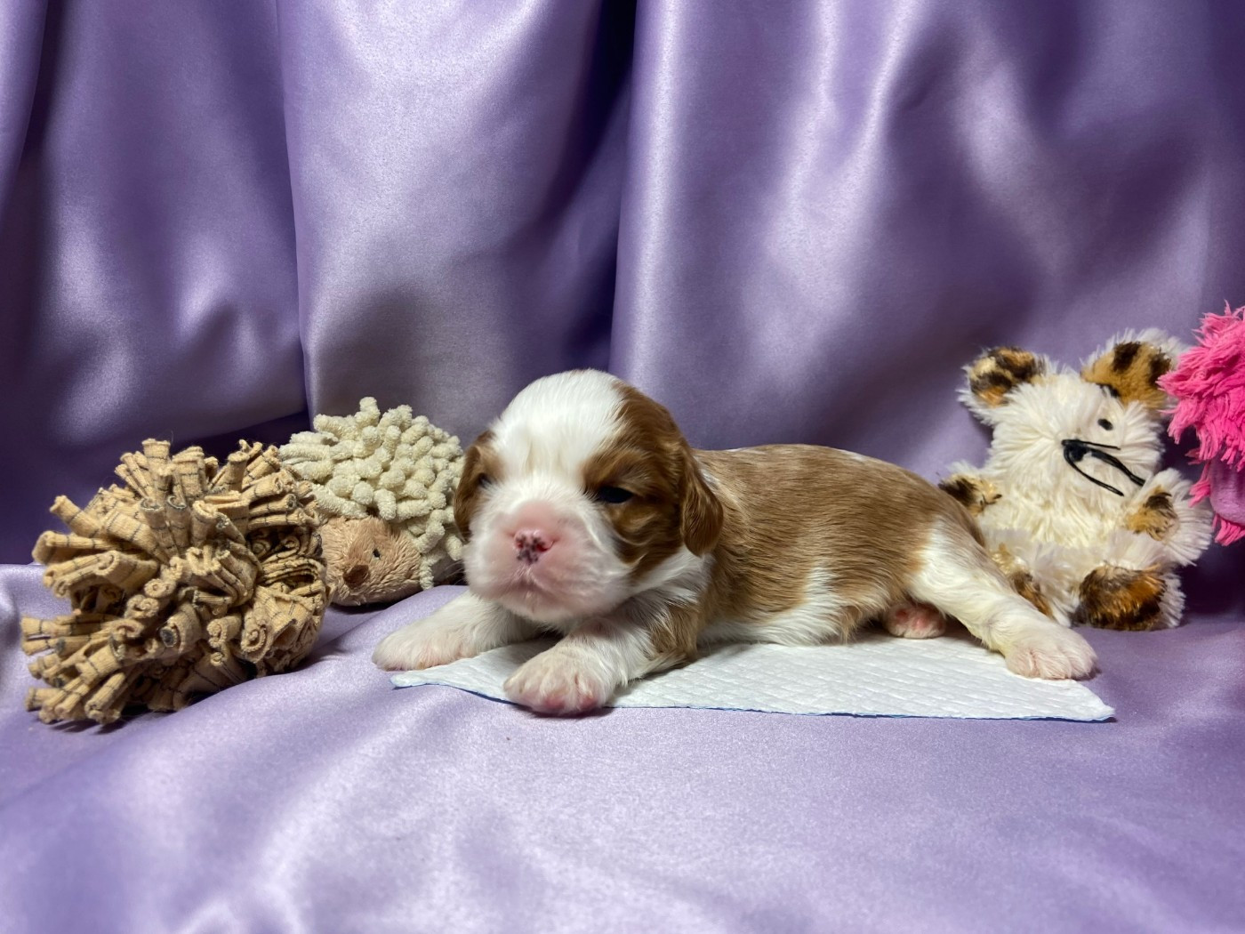 Du Chemin En Thelle - Chiots disponibles - Cavalier King Charles Spaniel