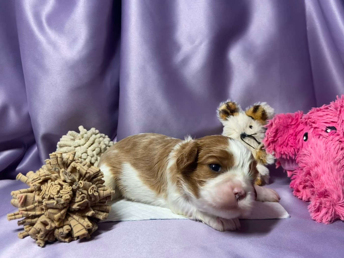 Du Chemin En Thelle - Chiots disponibles - Cavalier King Charles Spaniel