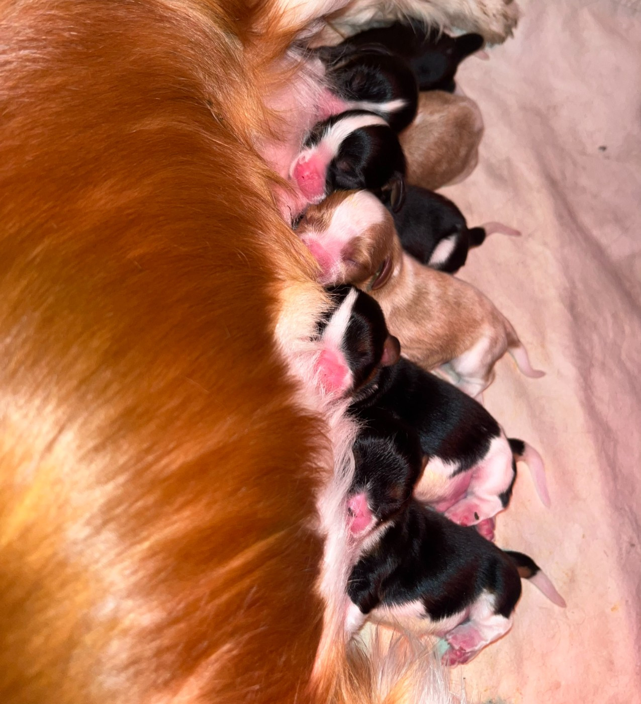 Du Chemin En Thelle - Chiots disponibles - Cavalier King Charles Spaniel
