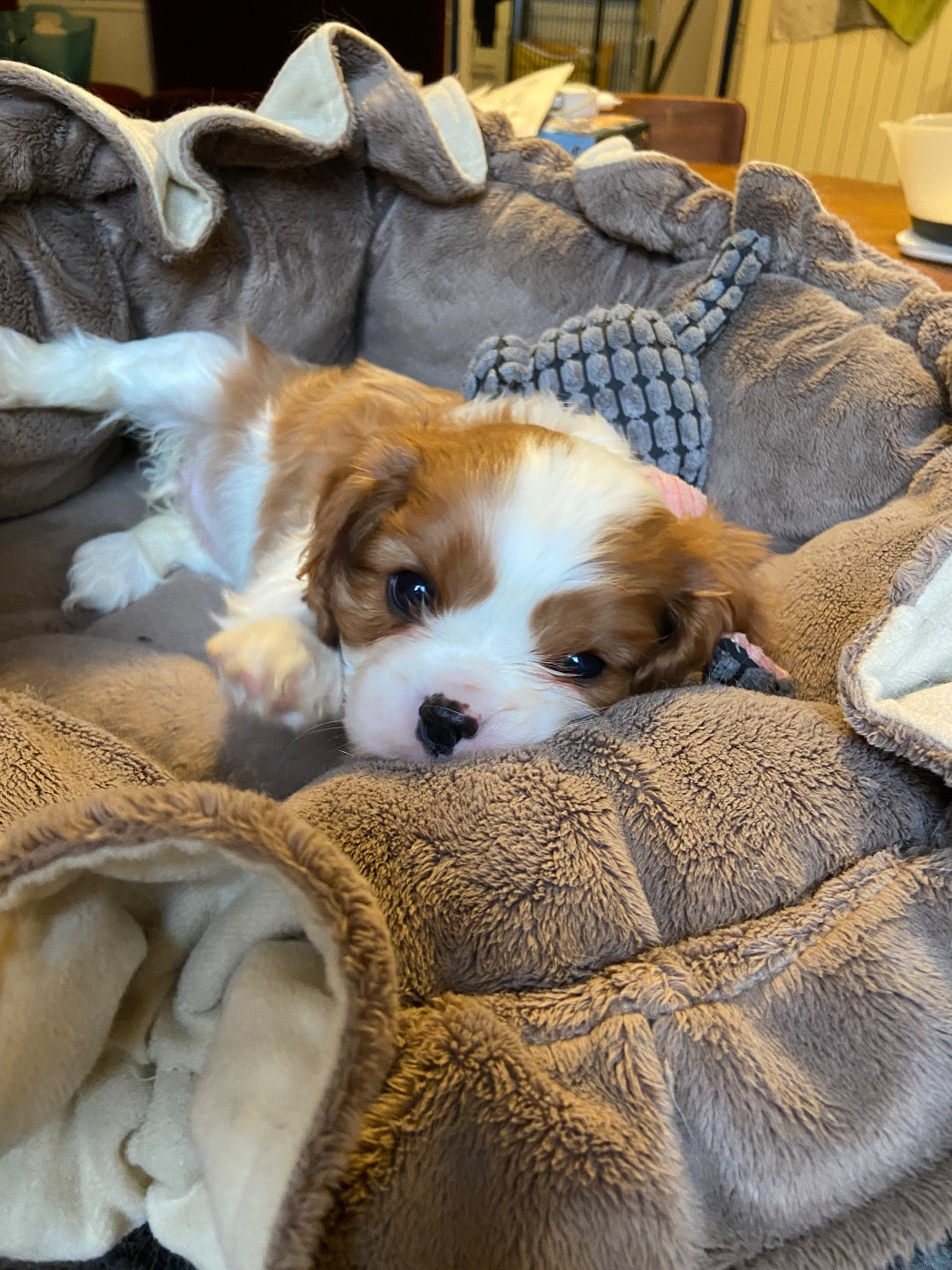 Du Chemin En Thelle - Chiots disponibles - Cavalier King Charles Spaniel