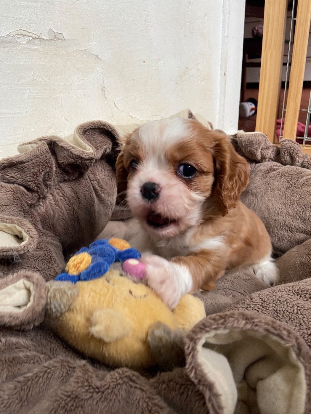 Du Chemin En Thelle - Chiots disponibles - Cavalier King Charles Spaniel