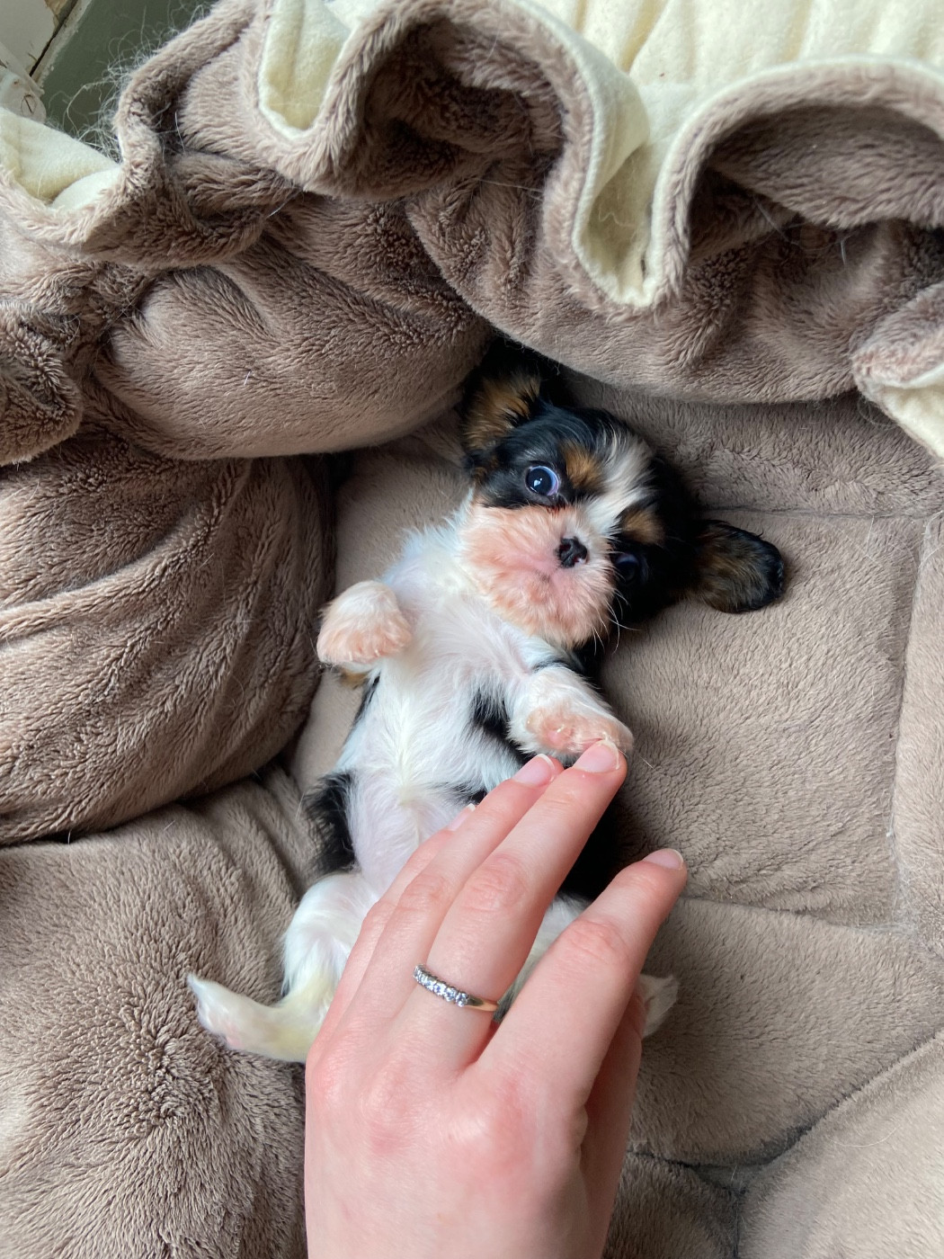 Du Chemin En Thelle - Chiots disponibles - Cavalier King Charles Spaniel