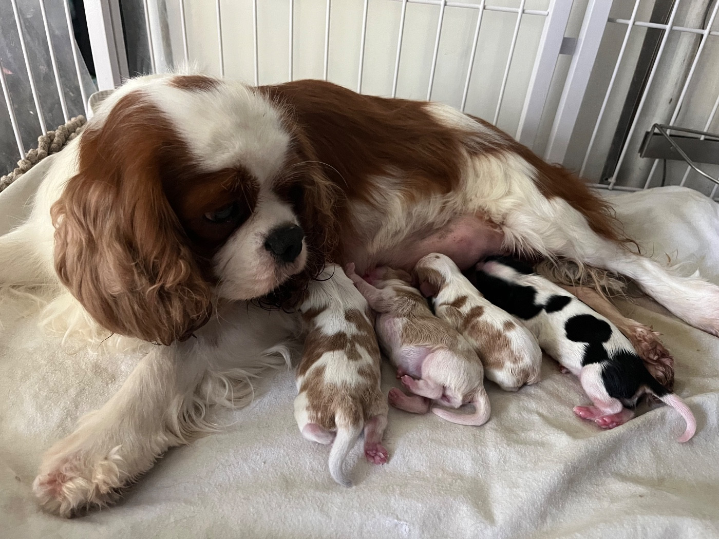 Chiot Cavalier King Charles Spaniel Du Chemin En Thelle