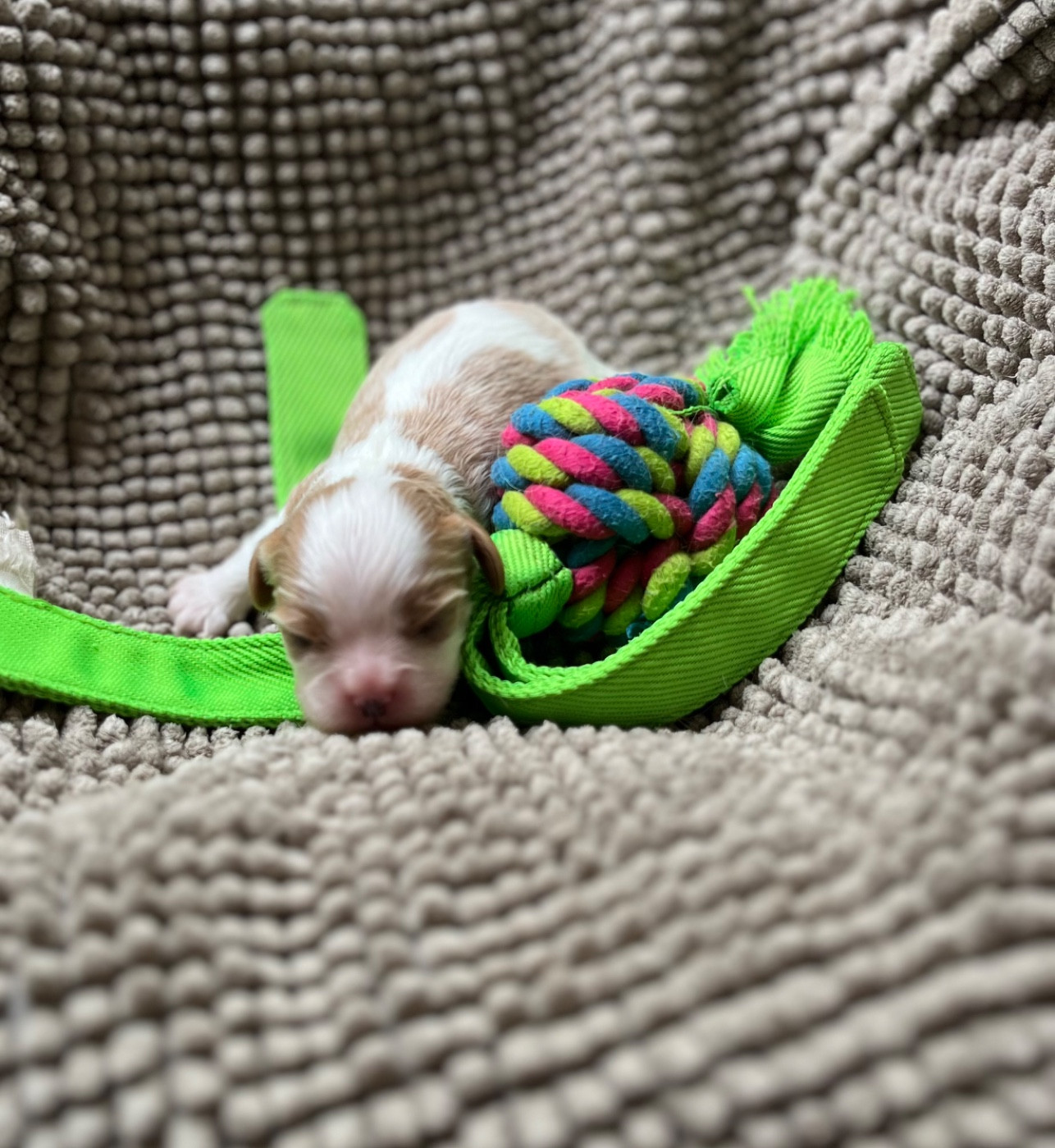Du Chemin En Thelle - Chiots disponibles - Cavalier King Charles Spaniel