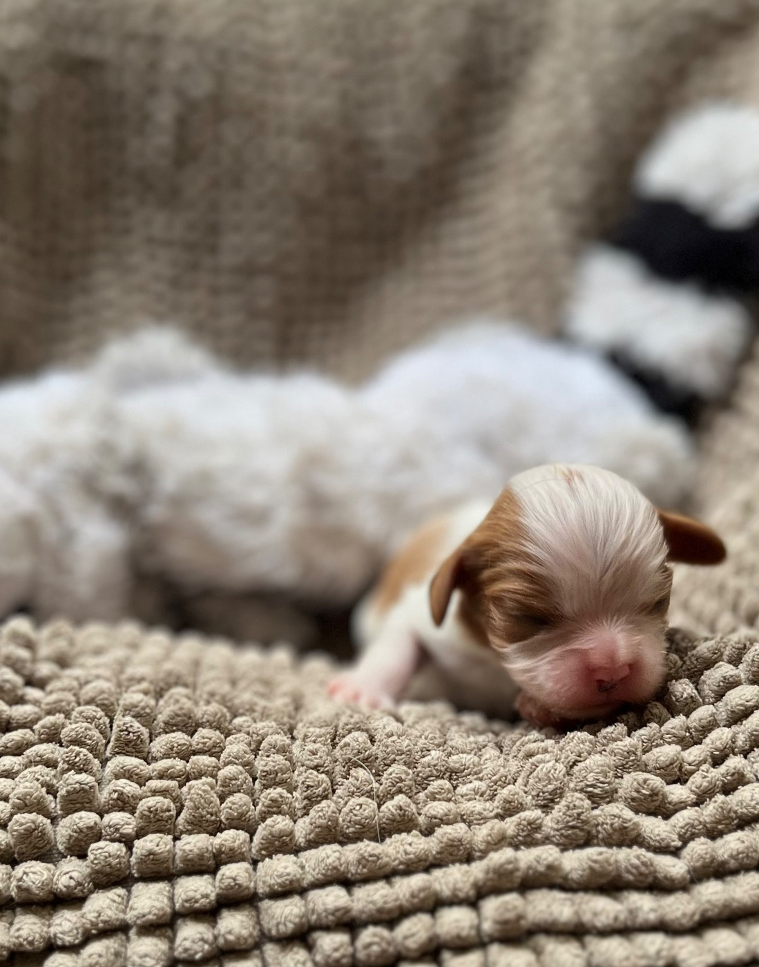 Du Chemin En Thelle - Chiots disponibles - Cavalier King Charles Spaniel