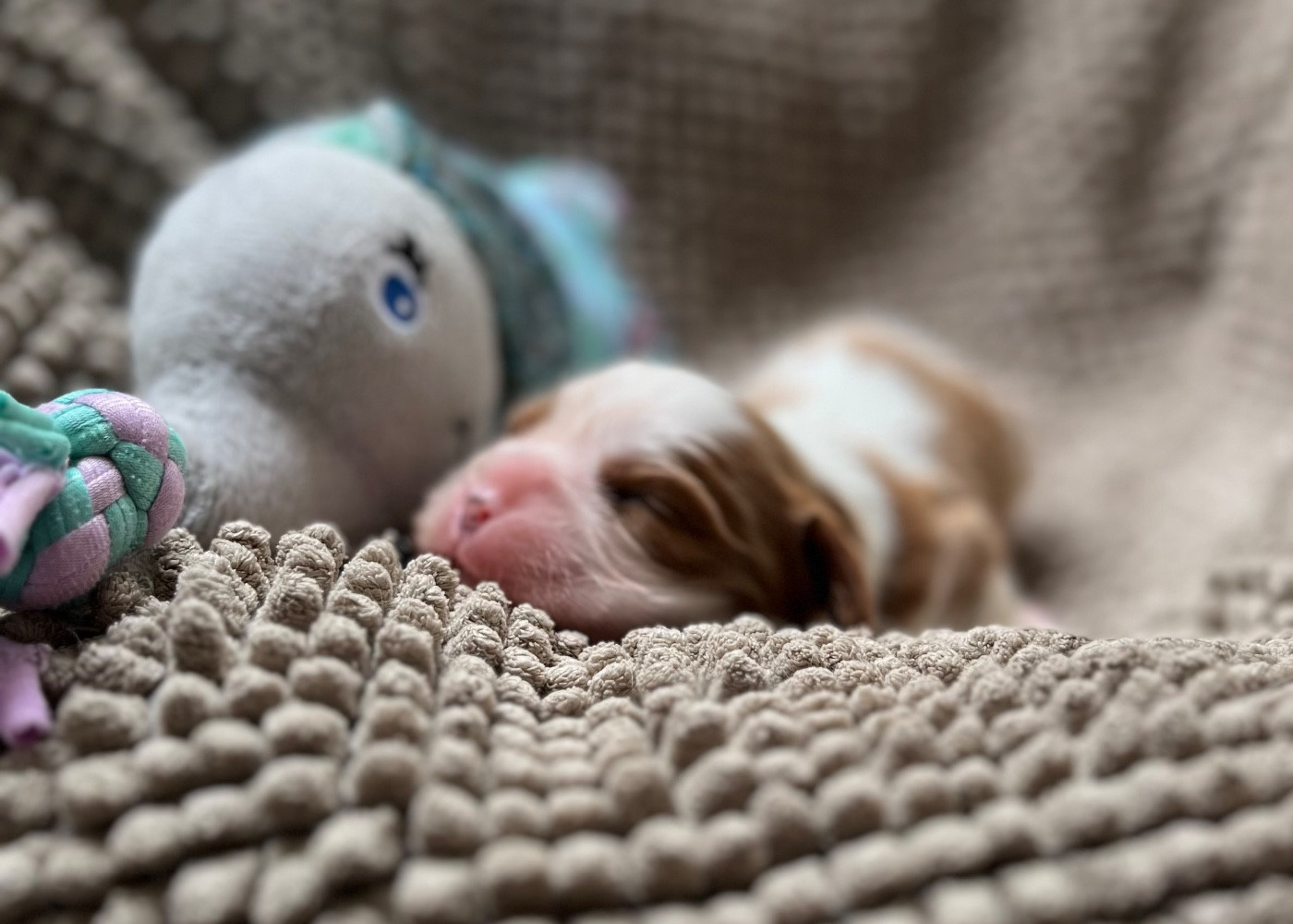 Du Chemin En Thelle - Chiots disponibles - Cavalier King Charles Spaniel