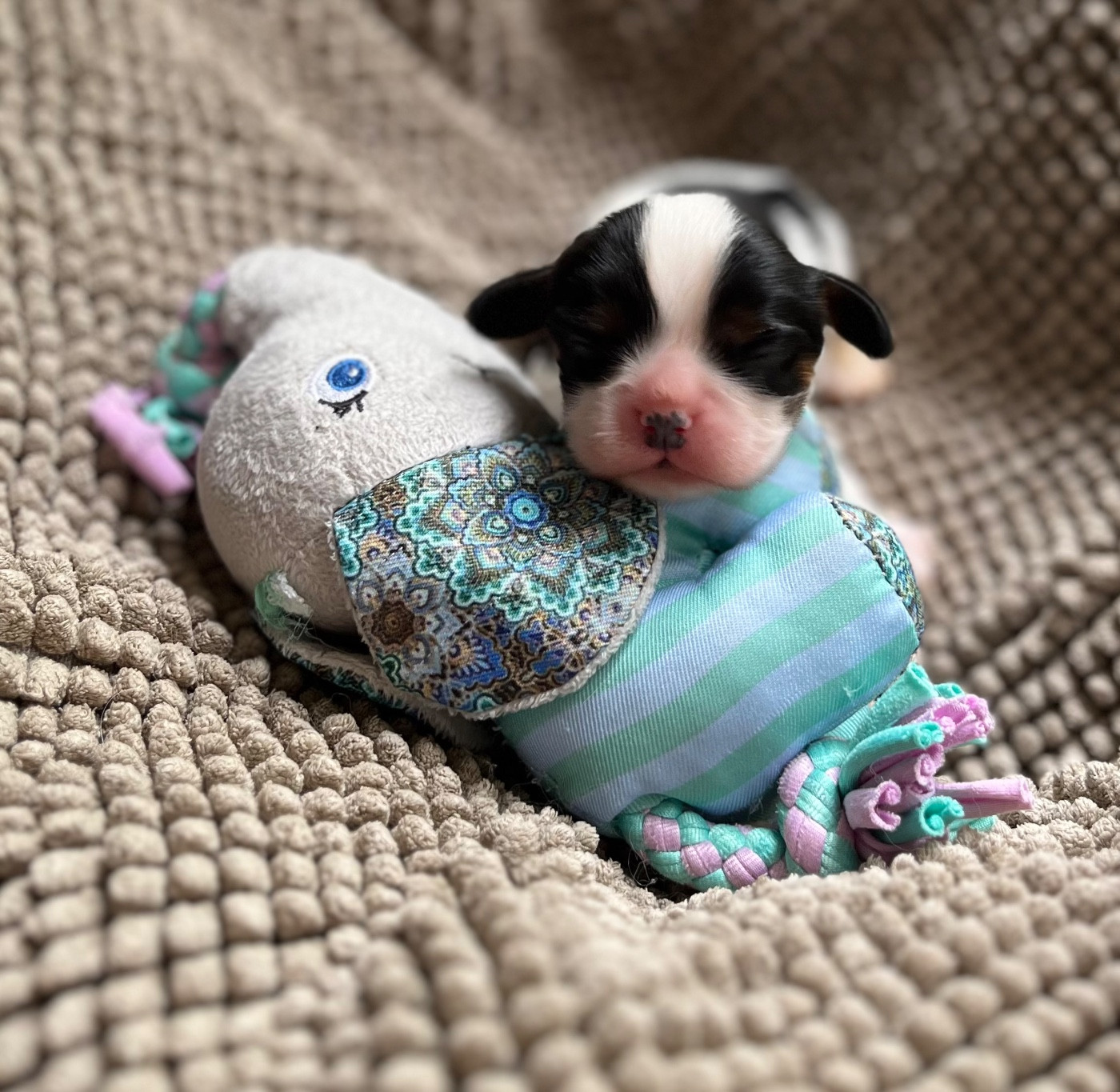 Du Chemin En Thelle - Chiots disponibles - Cavalier King Charles Spaniel