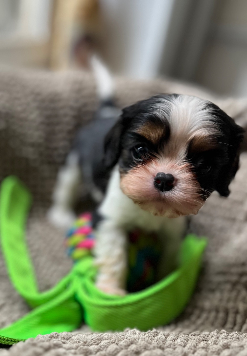 Du Chemin En Thelle - Chiots disponibles - Cavalier King Charles Spaniel