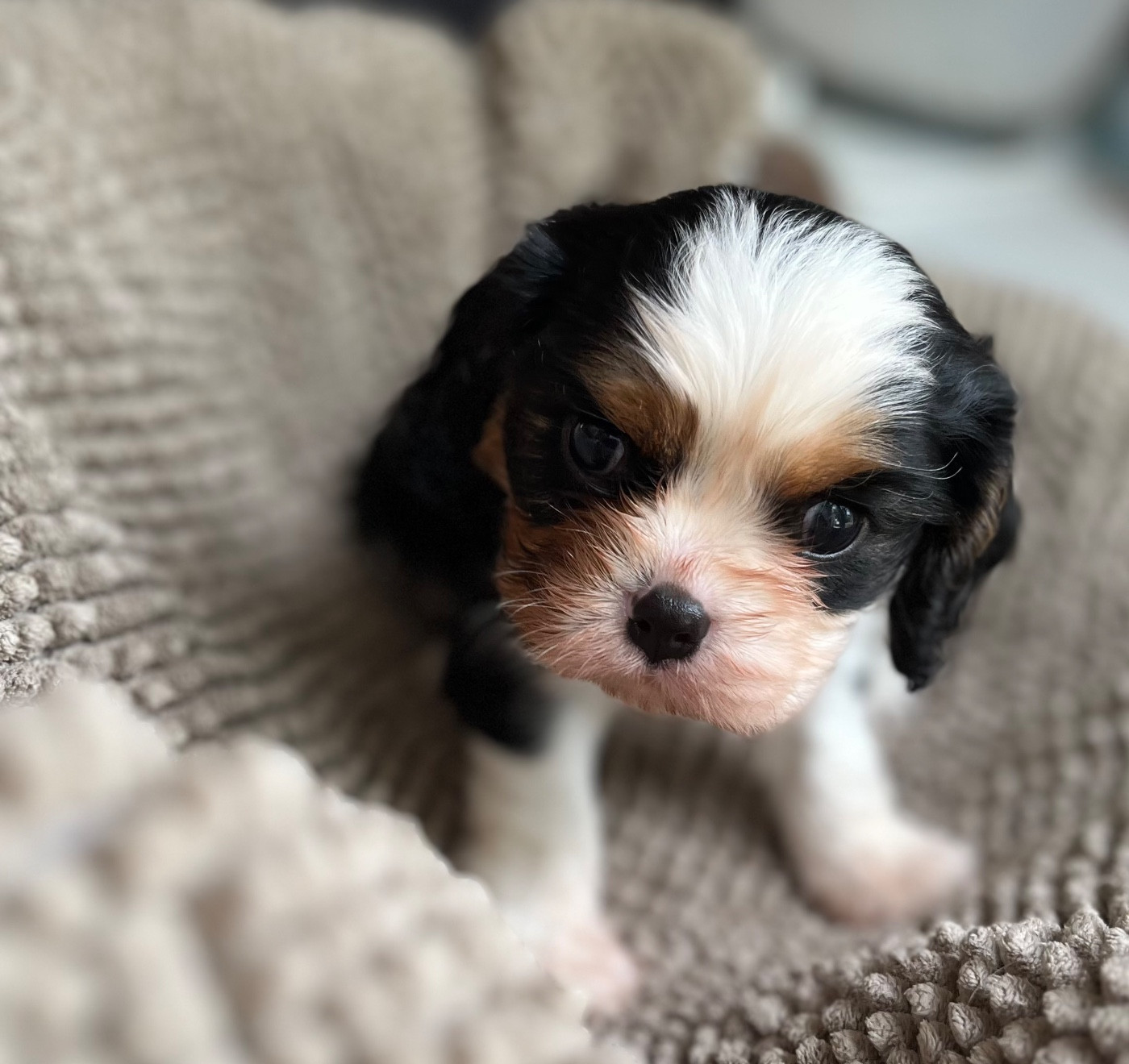 Du Chemin En Thelle - Chiots disponibles - Cavalier King Charles Spaniel