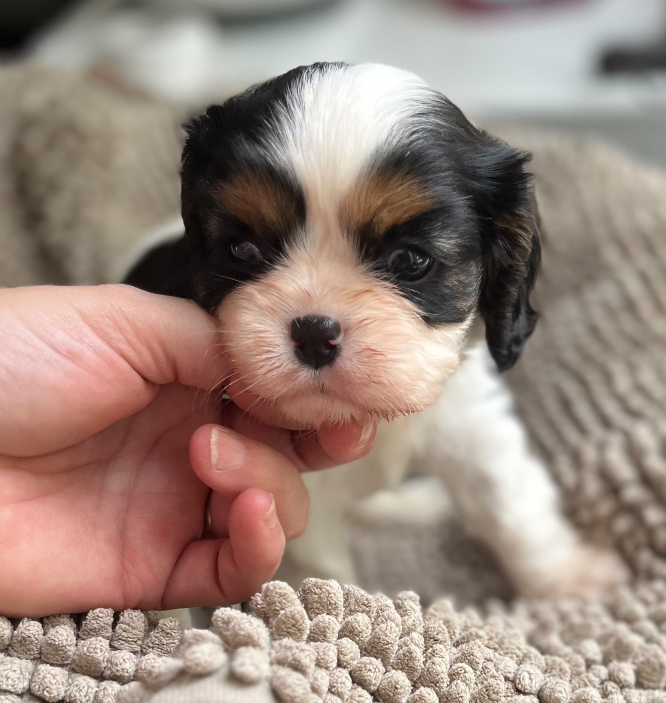 Du Chemin En Thelle - Chiots disponibles - Cavalier King Charles Spaniel