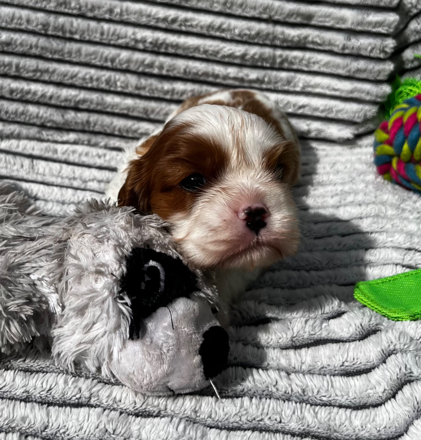 Du Chemin En Thelle - Chiots disponibles - Cavalier King Charles Spaniel