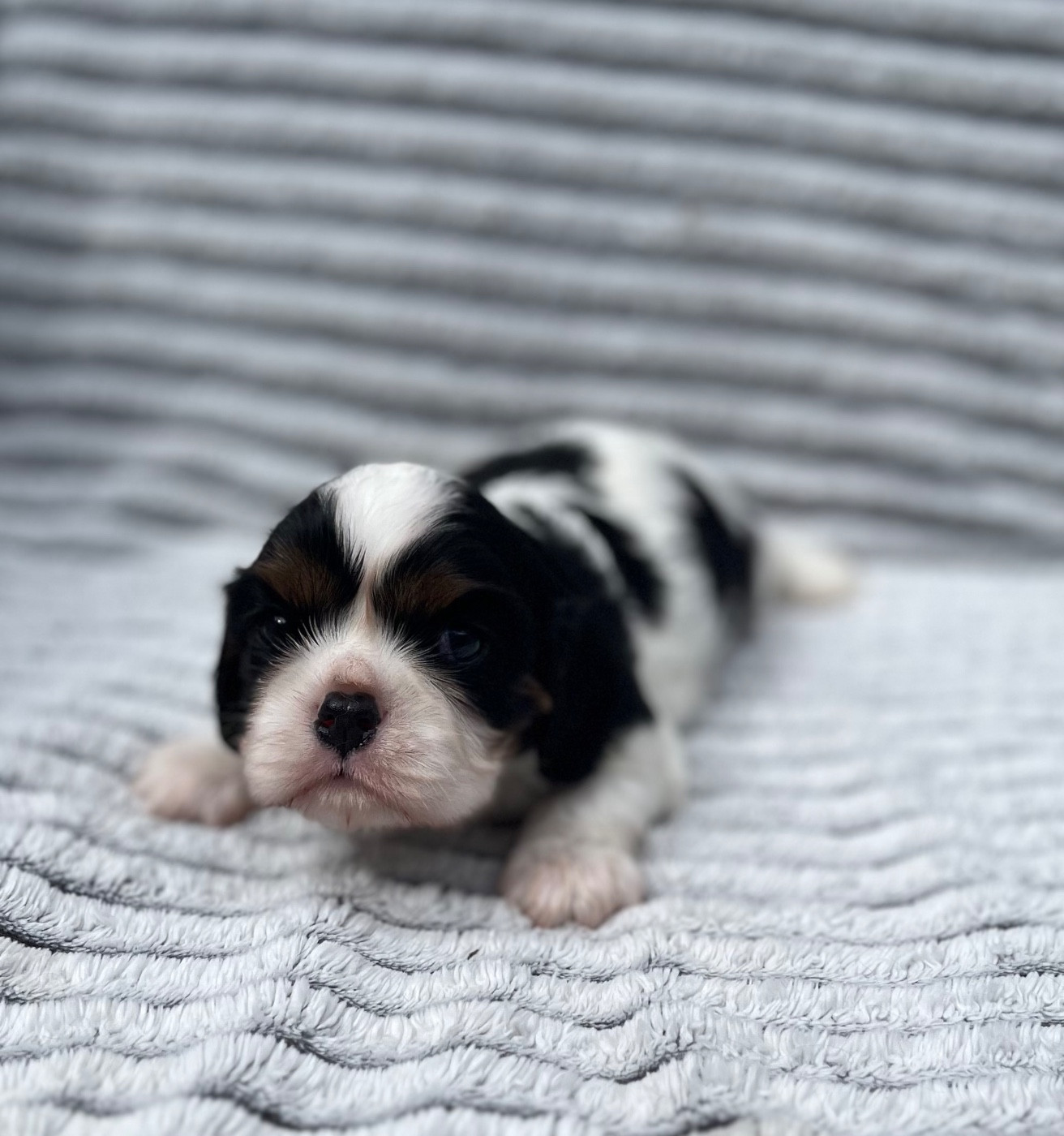 Du Chemin En Thelle - Chiots disponibles - Cavalier King Charles Spaniel