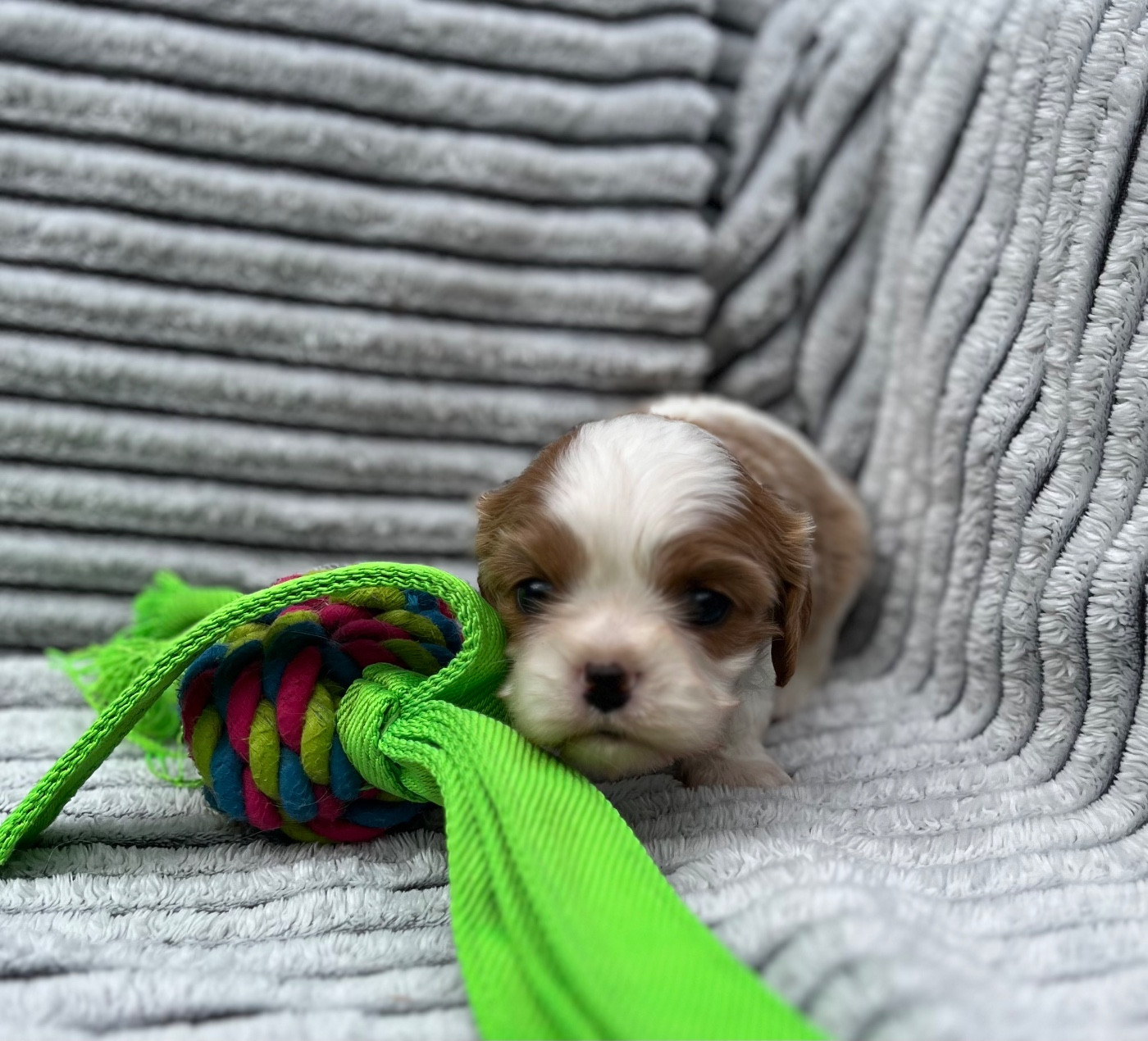 Du Chemin En Thelle - Chiots disponibles - Cavalier King Charles Spaniel