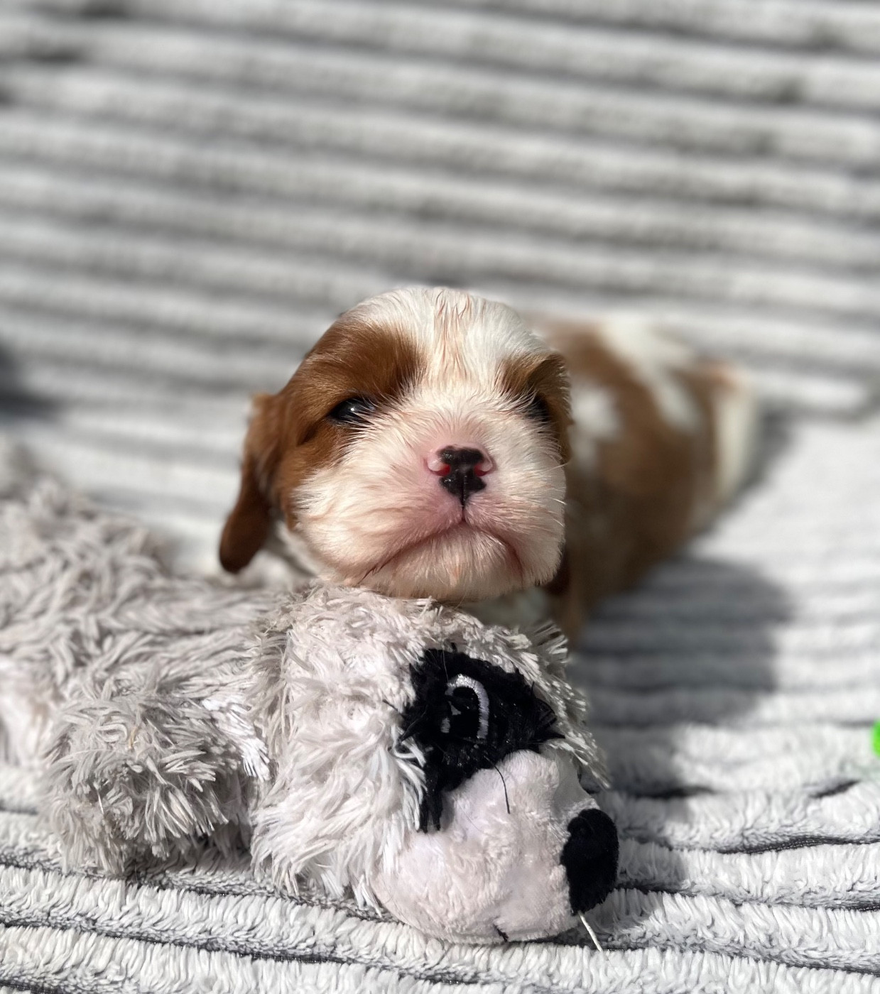 Du Chemin En Thelle - Chiots disponibles - Cavalier King Charles Spaniel