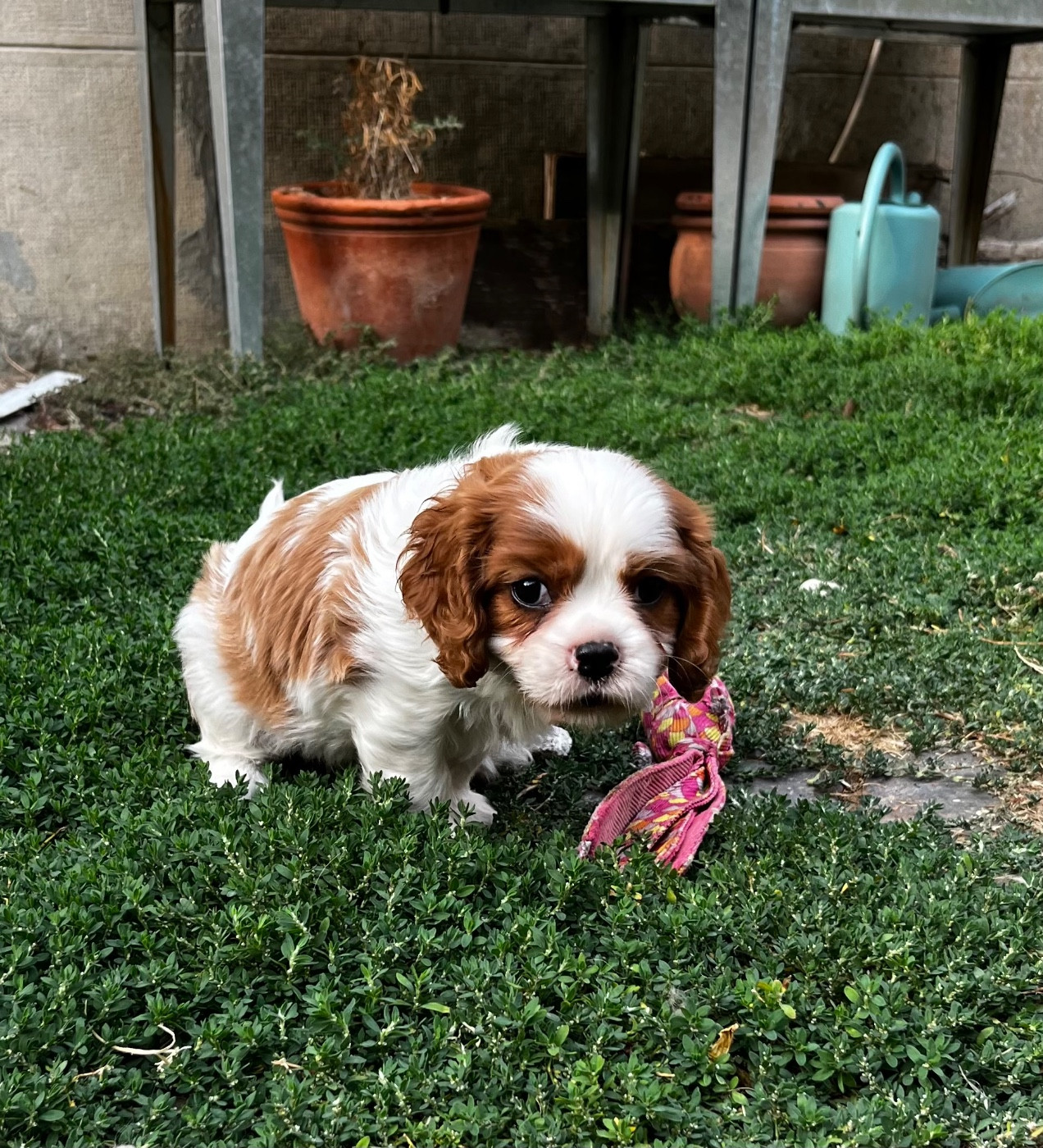 Du Chemin En Thelle - Chiots disponibles - Cavalier King Charles Spaniel