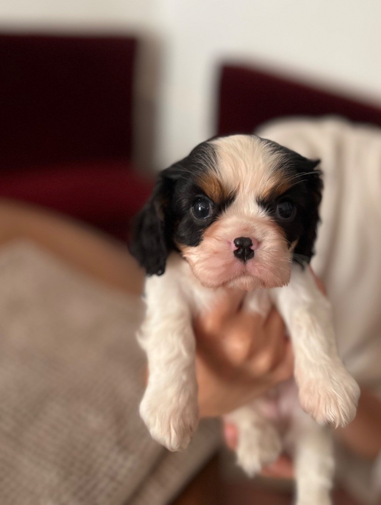 Du Chemin En Thelle - Chiots disponibles - Cavalier King Charles Spaniel