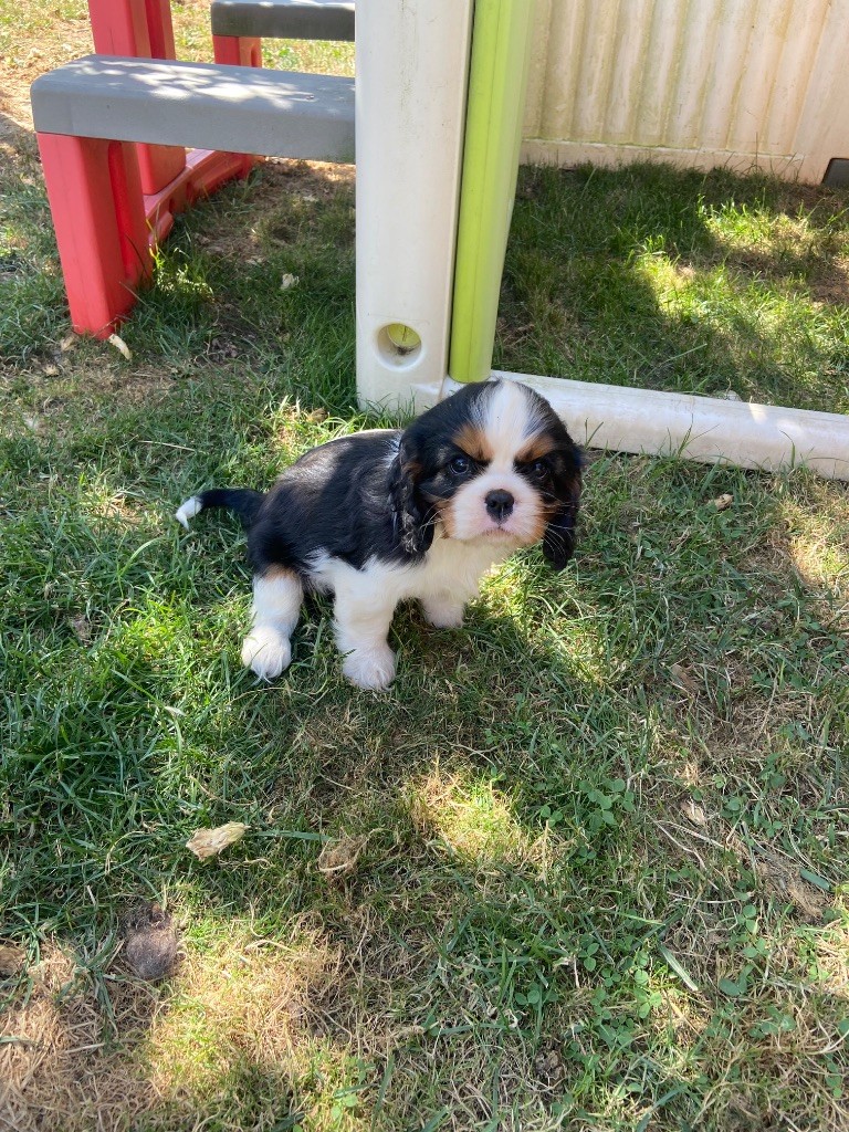 Du Chemin En Thelle - Chiots disponibles - Cavalier King Charles Spaniel