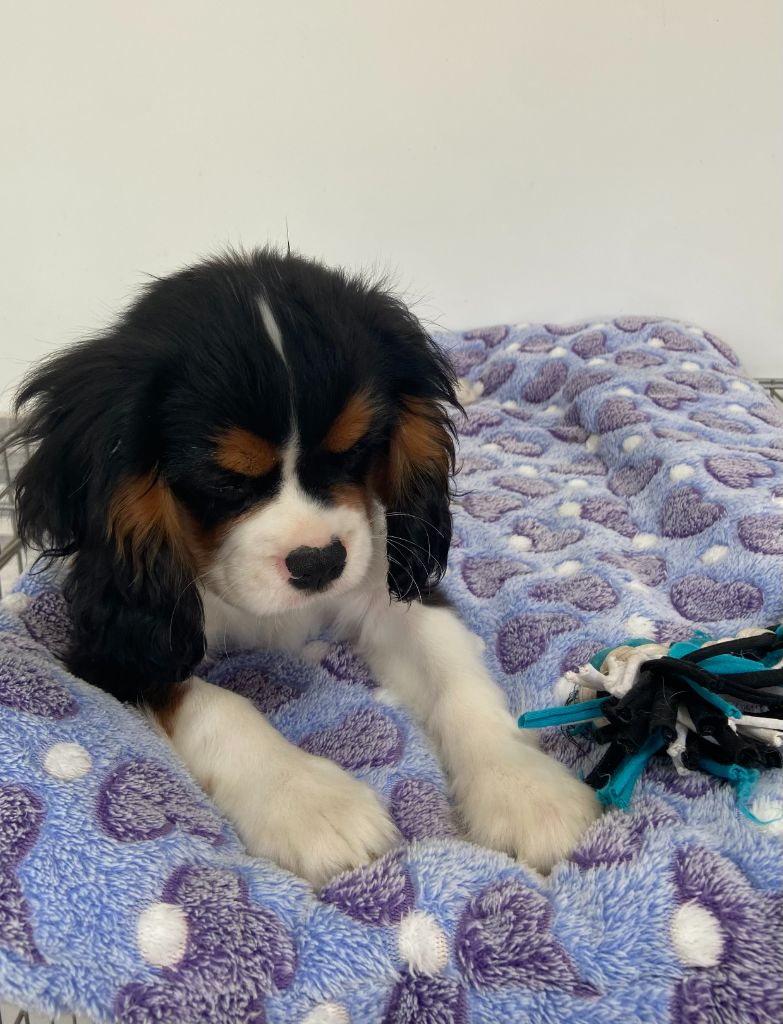 Du Chemin En Thelle - Chiots disponibles - Cavalier King Charles Spaniel